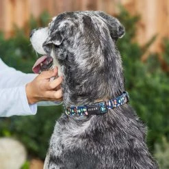 Pixar Toy Story Dog Collar -Four Paws Sales 2022 226353 PT4. SY630 V1614028990