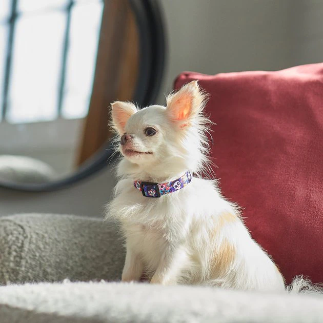 Pixar Coco Dog Collar 6 Pixar Coco Dog Collar - Image 4