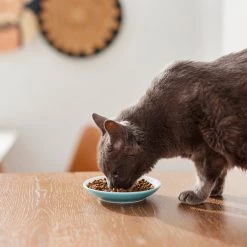 Pixar Finding Nemo Non-Skid Ceramic Cat Dish, 0.5 cup 9 Pixar Finding Nemo Non-Skid Ceramic Cat Dish, 0.5 cup -Four Paws Sales 2022 291405 PT3. SY630 V1633980066