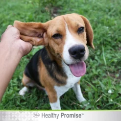 Four Paws Healthy Promise Dog & Cat Ear Powder, 1-oz bottle -Four Paws Sales 2022 291994 PT6. SY630 V1621033409