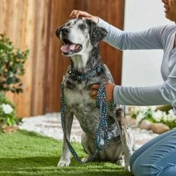 Pixar Toy Story Collar + Dog Leash 17 Pixar Toy Story Collar + Dog Leash -Four Paws Sales 2022 302548 PT7. SY630 V1623047561