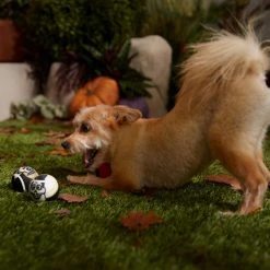 Pixar Halloween Coco Fetch Squeaky Tennis Ball Dog Toy, 3 count 7 Pixar Halloween Coco Fetch Squeaky Tennis Ball Dog Toy, 3 count -Four Paws Sales 2022 344487 PT3. SY630 V1657657087