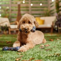 Pixar Halloween Coco TPR Bone Squeaky Dog Toy 2 count -Four Paws Sales 2022 344491 PT3. SY630 V1657657087