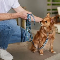 Pixar Finding Nemo Leash -Four Paws Sales 2022 347480 PT8. SY630 V1648821421