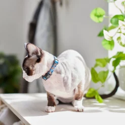 Pixar Finding Nemo Cat Collar, 8 - 12 inches, 3/8-in wide -Four Paws Sales 2022 347534 PT8. SY630 V1648821525