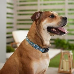 Pixar Finding Nemo Dog Collar -Four Paws Sales 2022 347536 PT8. SY630 V1648821502