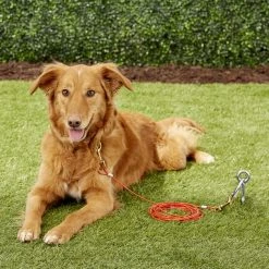 Four Paws Puppy Tie Out Cable 15 Four Paws Puppy Tie Out Cable -Four Paws Sales 2022 67699 PT8. SY630 V1522176519