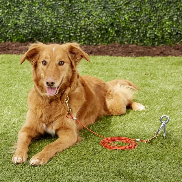 Four Paws Puppy Tie Out Cable 9 Four Paws Puppy Tie Out Cable - Image 7
